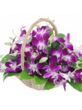 orchid-500x500-1.jpg